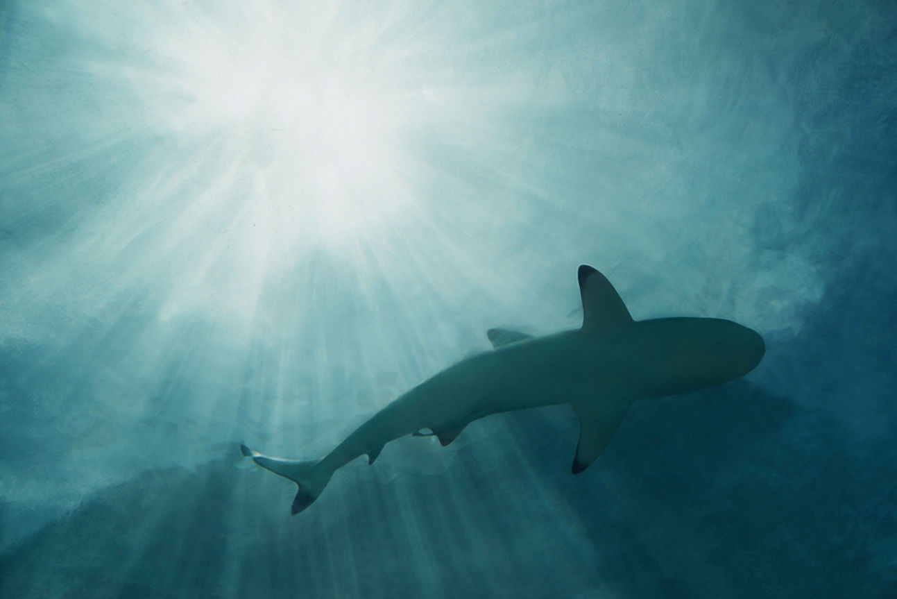 Ithaa Undersea Restaurant Shark Ithaa Undersea Restaurant Shark