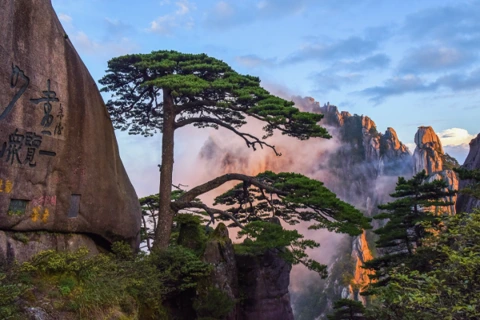 The Guest Greeting Pine in Mount Huangshan. PhotoMount Huangshan Scenic Area Huangshan Emerges as Top Destination for Overseas Tourists Exploring China