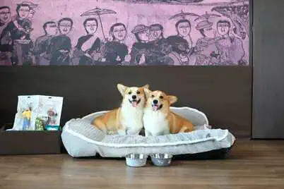 Promotions 114 Avani Hotels & Resorts Celebrates International Dog Day in Thailand