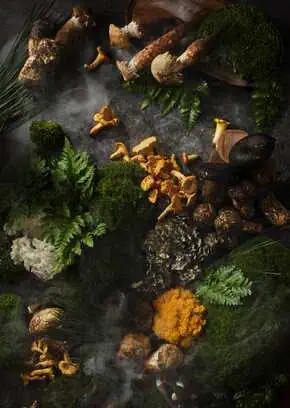 北京瑞吉酒店 风度时廊下午茶 天宝阁云南菌菇 1 北京瑞吉酒店 风度时廊下午茶 天宝阁云南菌菇