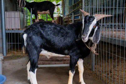 Alma Resort Vietnam Unveils Discovery Camp for Kids 3 The resort is designed to connect children with nature, farm animals and sustainable agriculture