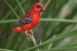 Red Bird Travel News