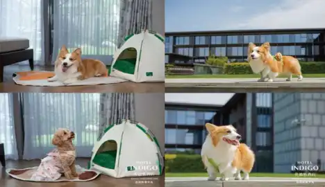 Review: Hotel Indigo Suzhou Yangcheng Lake | Lakeside Chic Stay 21 The hotel offers pet-friendly rooms