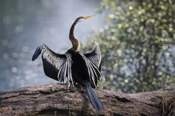 Agoda Highlights Top Birdwatching Destinations in Asia for Nature Travelers