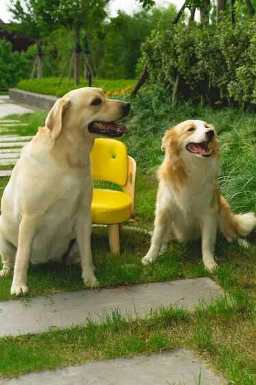voco Nanjing Garden Expo by IHG Review: A Stylish Jiangnan Resort Escape 21 Rollie the Labrador (left) and Cookie the Border Collie (right) are the beloved resident dogs of voco Nanjing Garden Expo
