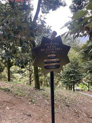 Close-up of an orchard sign describing the Musang King durian tree's variety, age, estimated annual harvest and altitude at DSR Forest Orchard Café