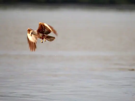 Brahminy Kite soaring over Kuala Selangor river during eagle feeding tour