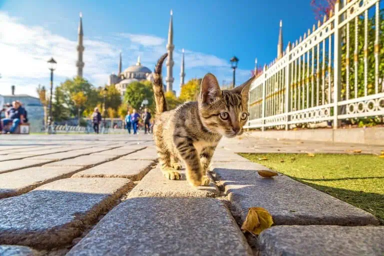 Istanbul street cat resting near a historic neighbourhood in Türkiye