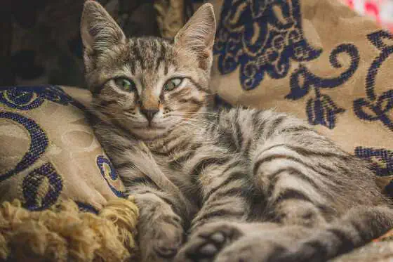 Image by Samer Daboul on Pexels
