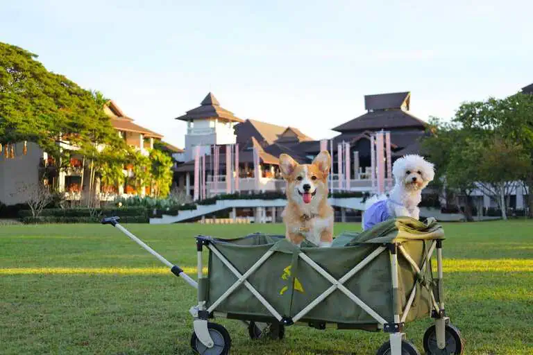 Marriott Bonvoy pet-friendly hotels in Thailand welcoming dogs and cats with dedicated amenities and packages