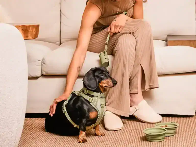 Miniature dachshund with its owner at 1 Hotel Austin in Austin, Texas